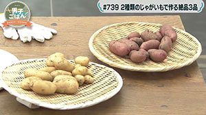 potato_hervest_3m.jpg